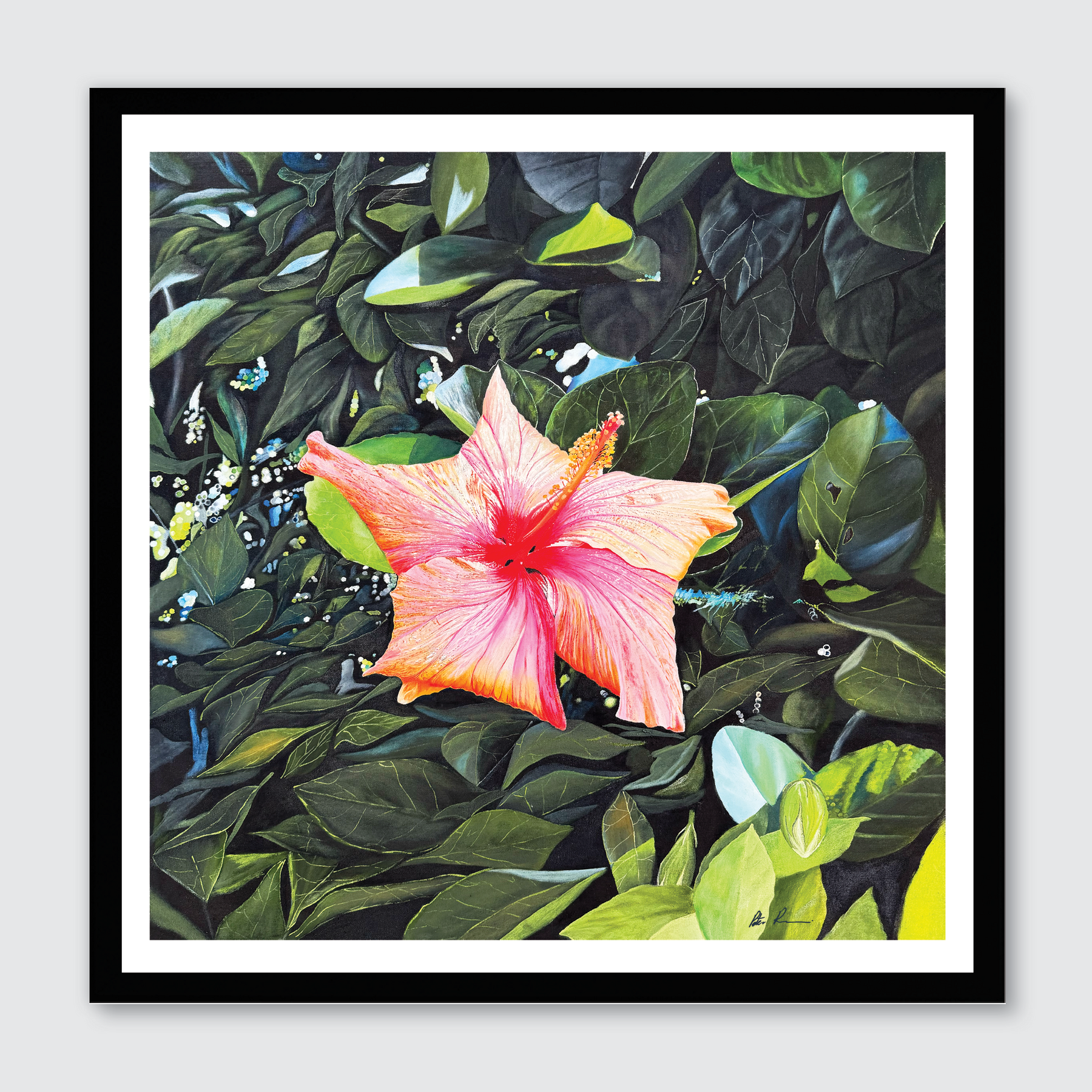 Hibiscus