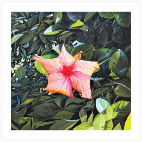 Hibiscus