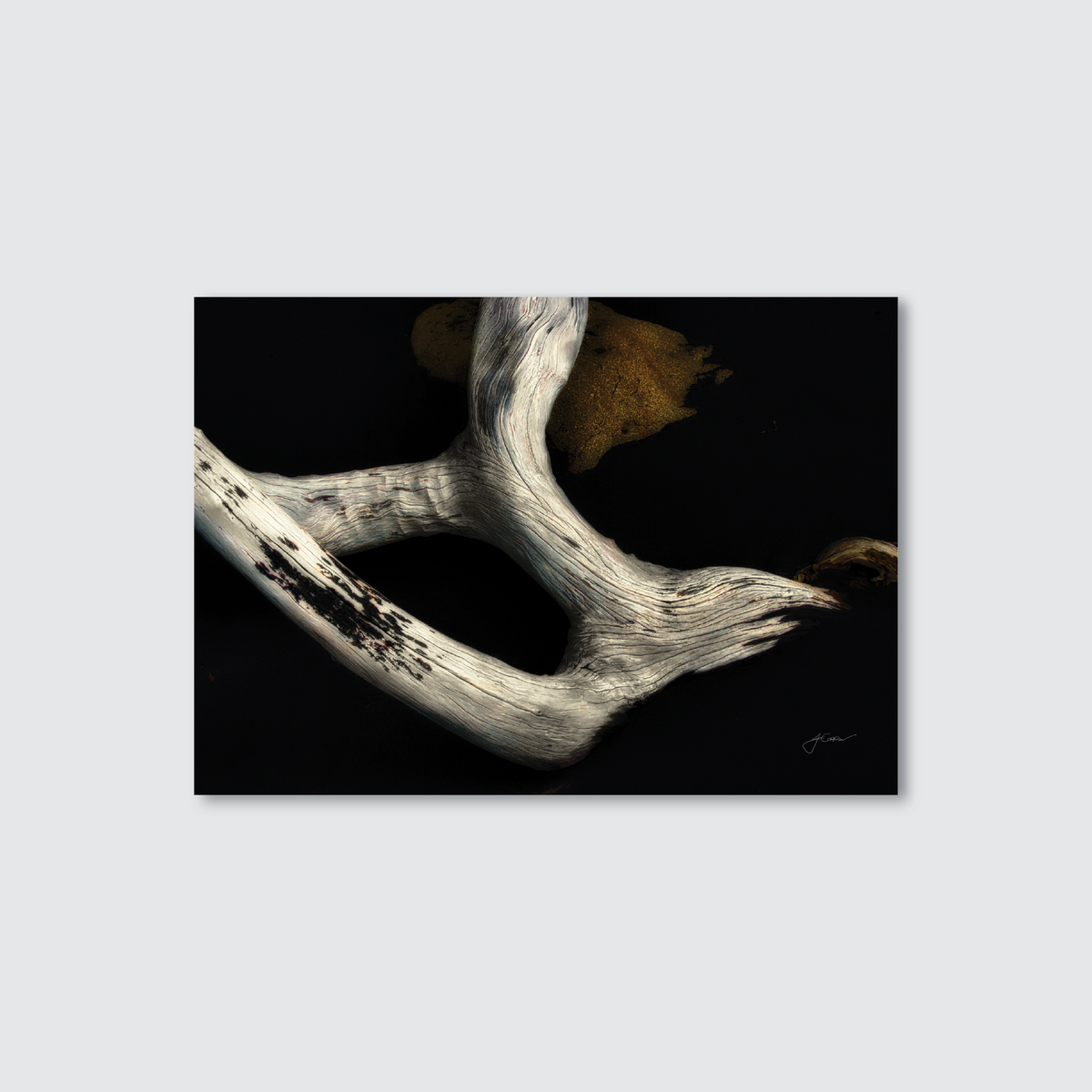 A photograph of a twisted and gnarled piece of driftwood against a dark backdrop, with a rock in the corner adorned in golden moss.