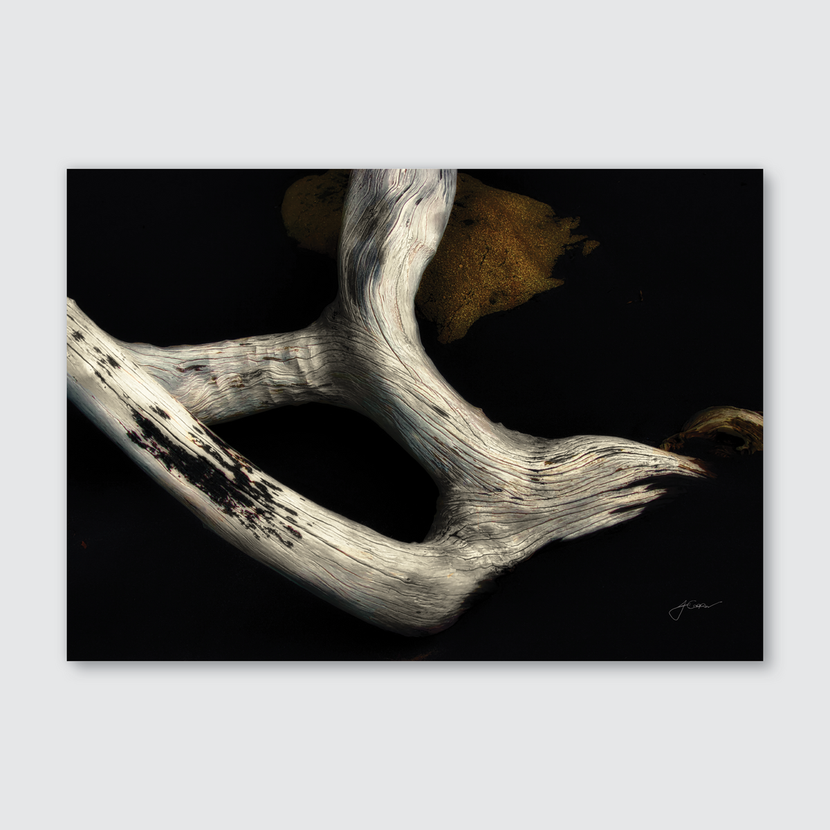 A photograph of a twisted and gnarled piece of driftwood against a dark backdrop, with a rock in the corner adorned in golden moss.