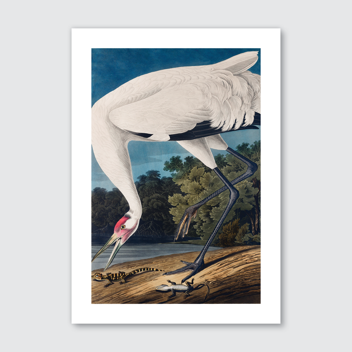 A hand-coloured engraving of a whooping crane from John James Audubon's Birds of America series.