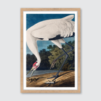 Hooping Crane