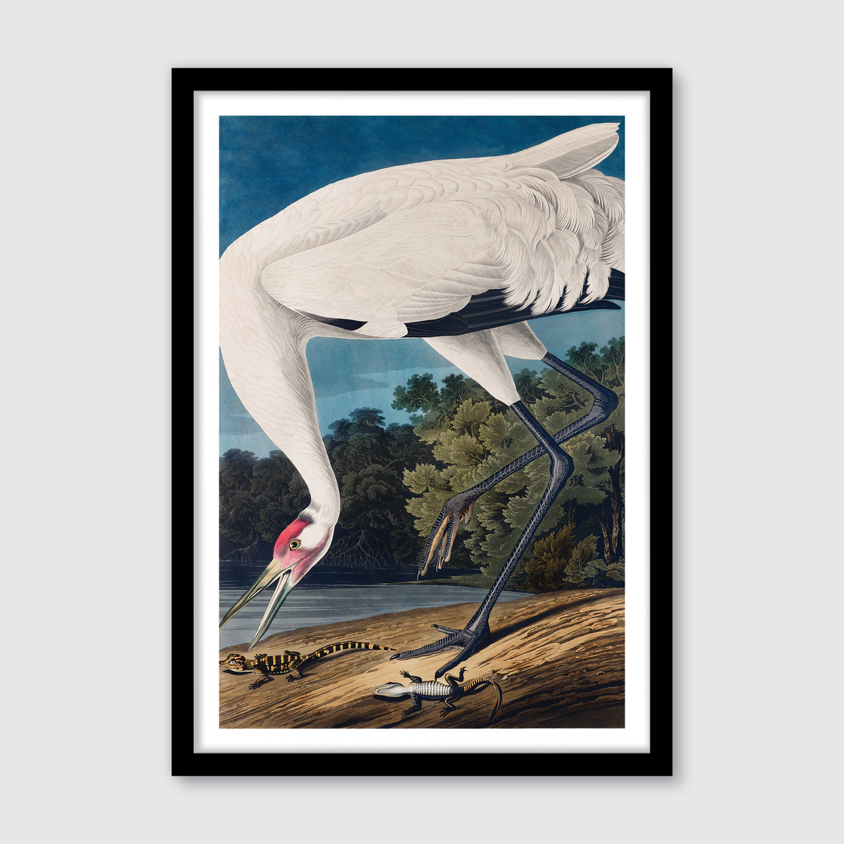 Hooping Crane