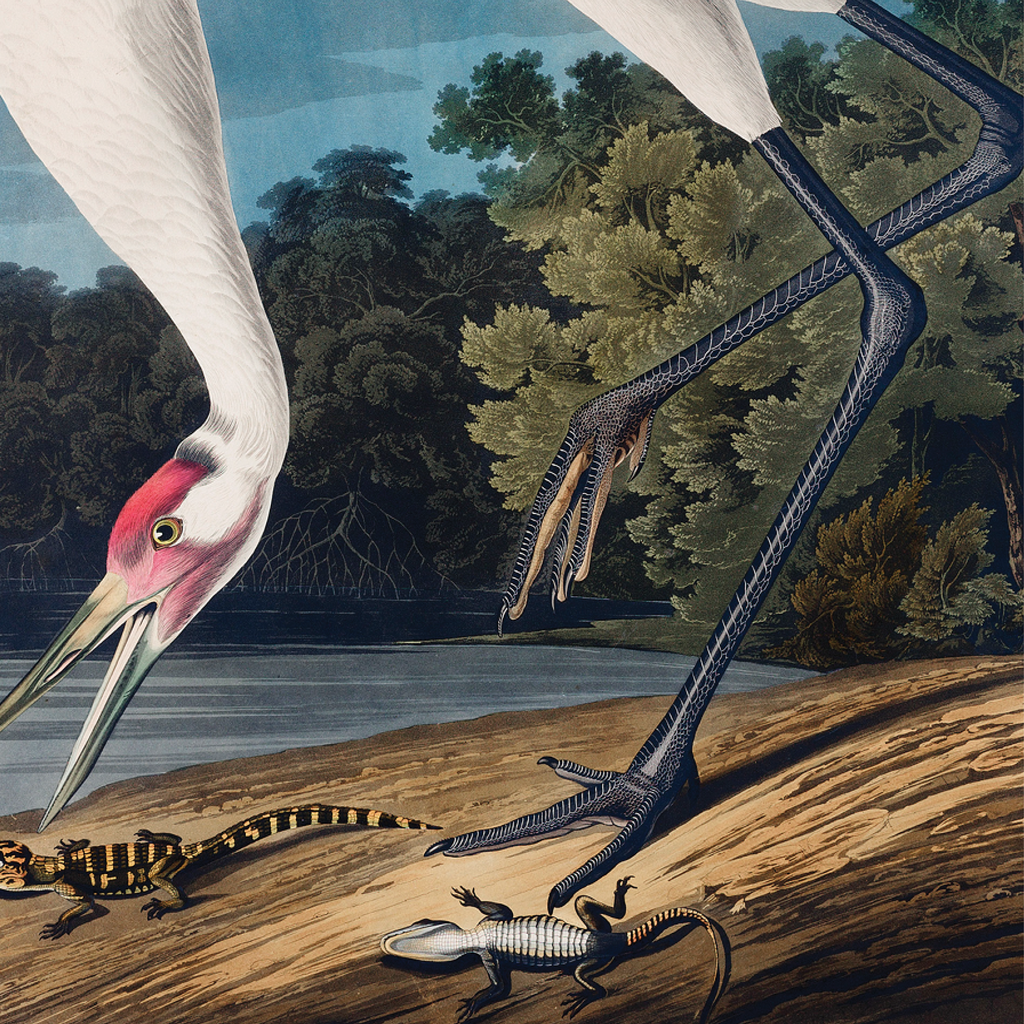 Hooping Crane