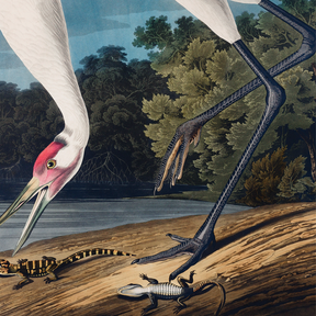 Hooping Crane