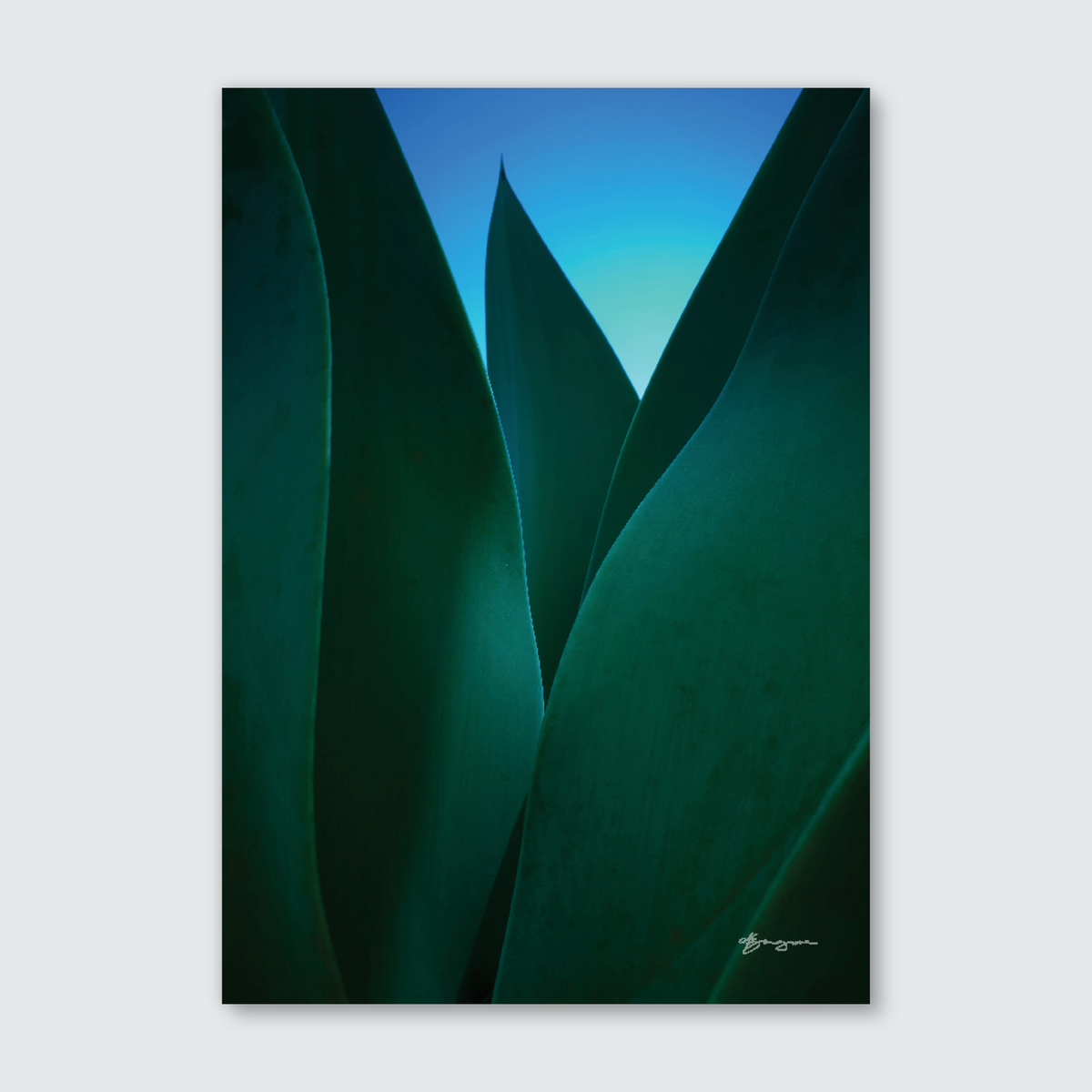 Abstract photograph of green succulent leaves with a blue sky in the background, offering a serene and nature-inspired aesthetic.