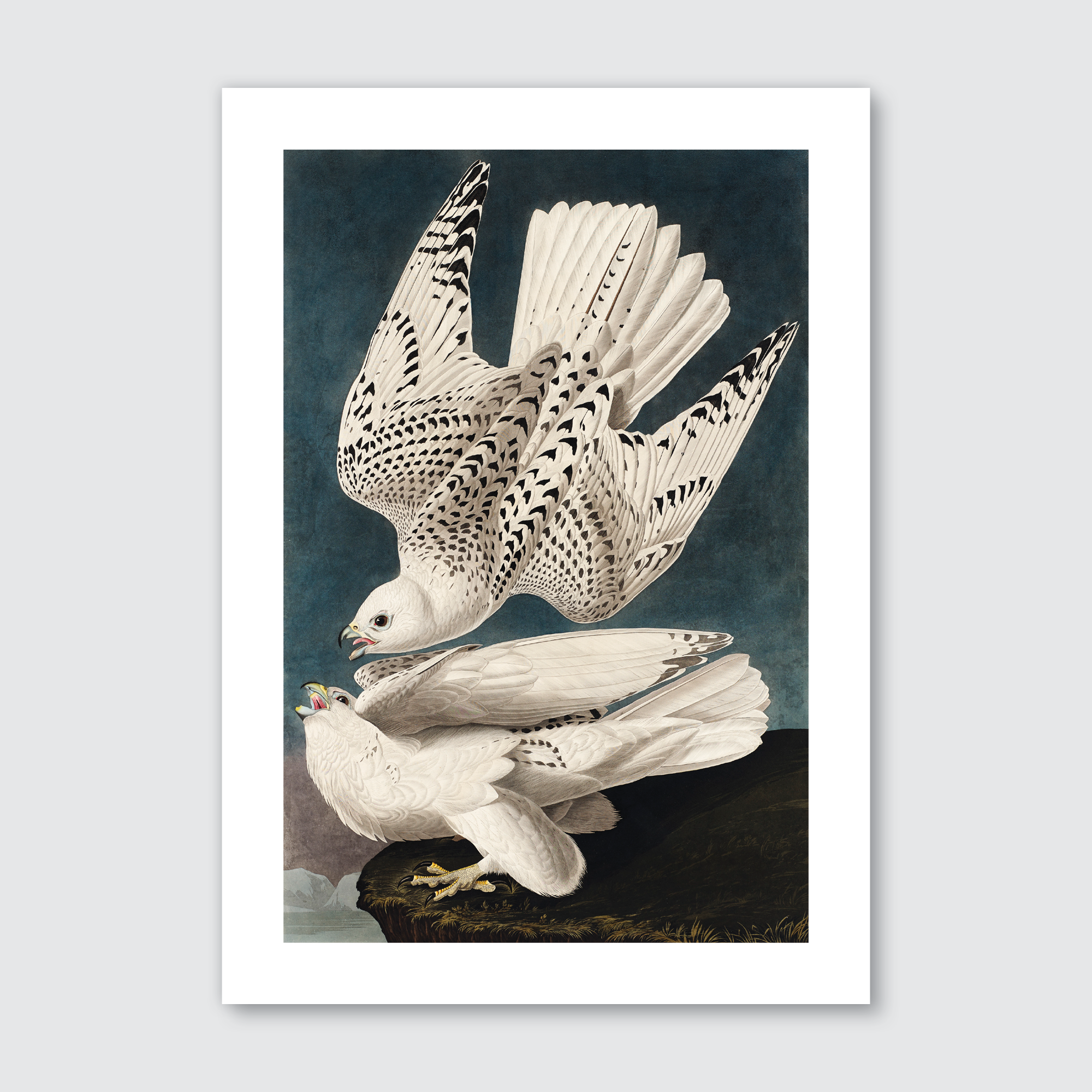 A hand-coloured engraving of a white falcon with mottled plumage and sharp talons, from John James Audubon’s 'Birds of America' series.
