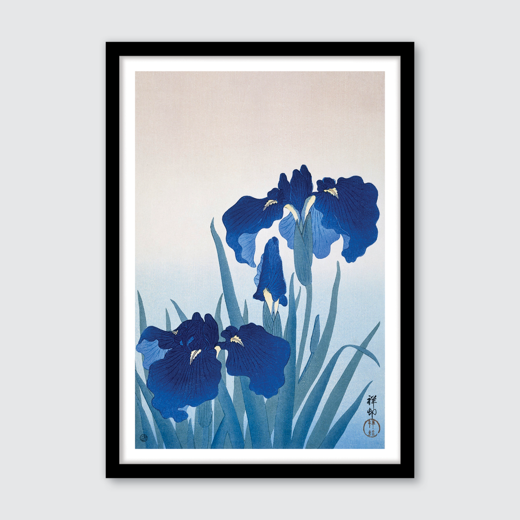 Iris Flowers