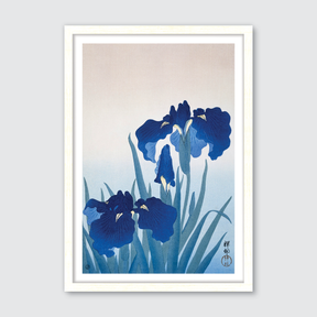 Iris Flowers