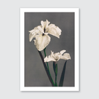 A vintage illustration of white irises with green stems against a grey background.
