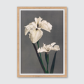 Iris Kæmpferi