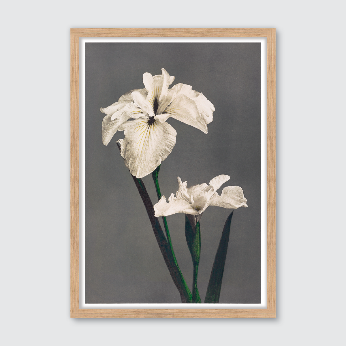 Iris Kæmpferi