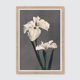 Iris Kæmpferi