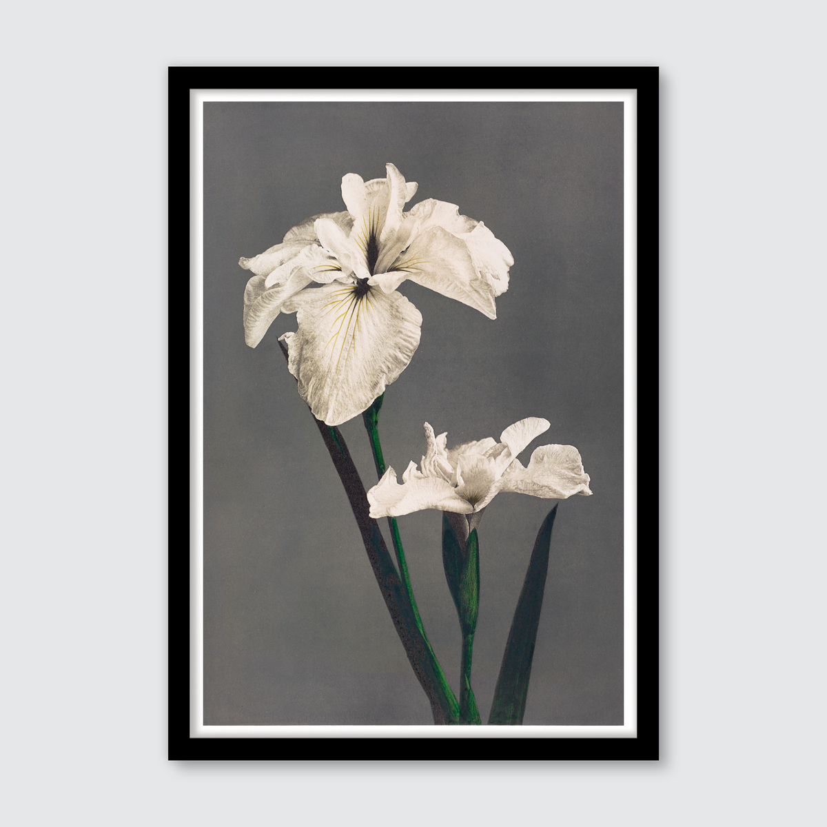 Iris Kæmpferi