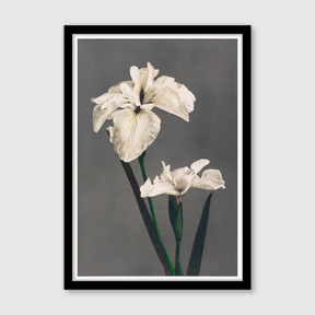 Iris Kæmpferi