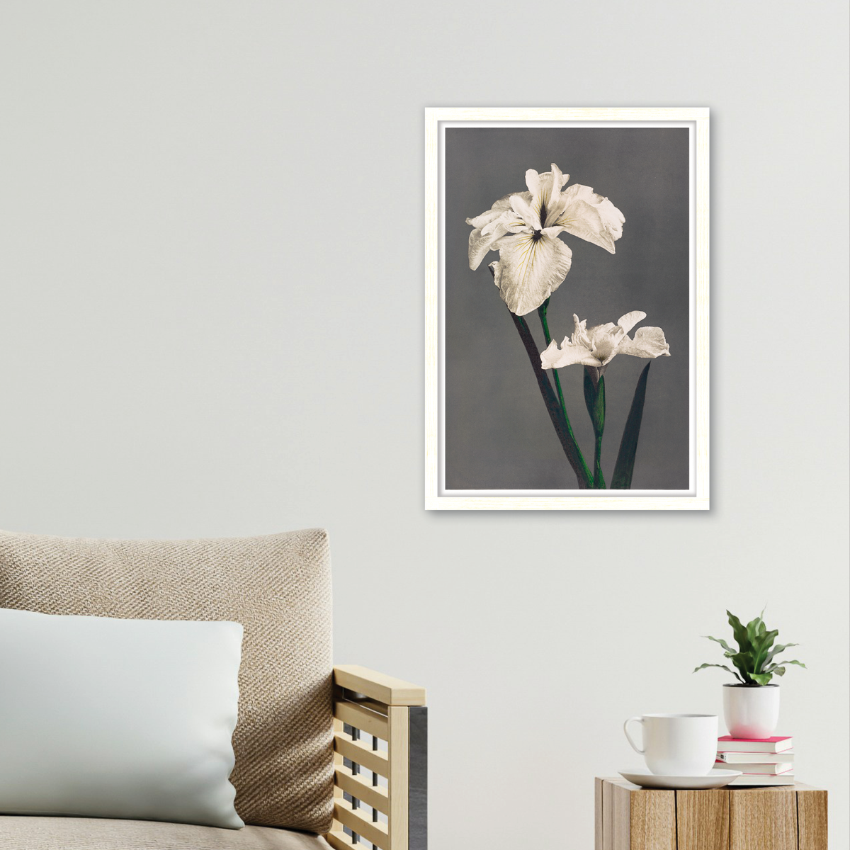Iris Kæmpferi