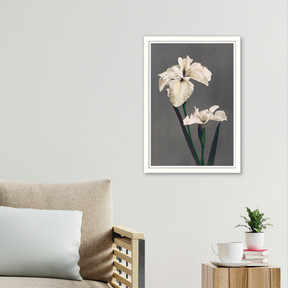 Iris Kæmpferi