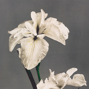Iris Kæmpferi