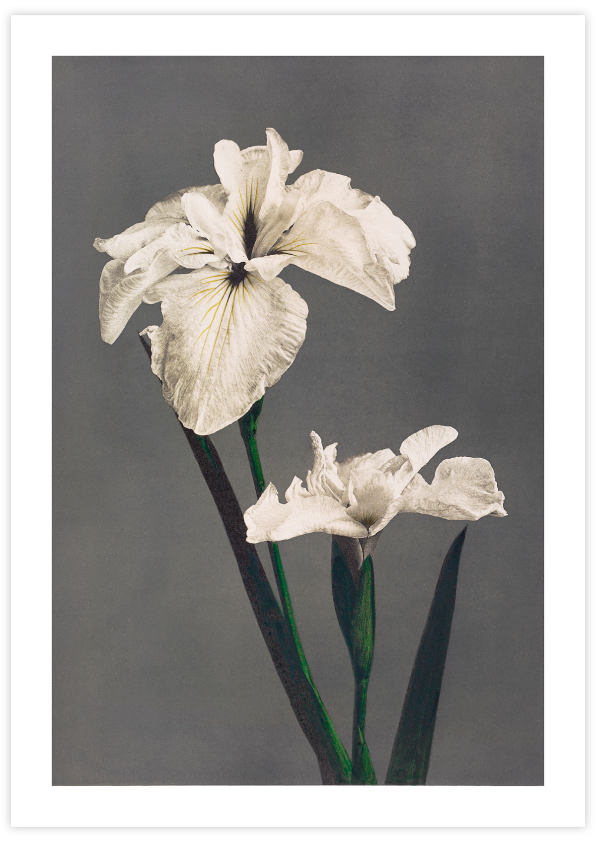 Iris Kæmpferi