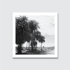 A black and white photograph of a group of palm trees on a beach with a clear sky in the background.
