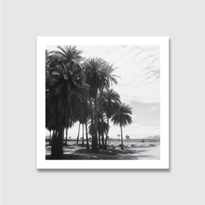 A black and white photograph of a group of palm trees on a beach with a clear sky in the background.

