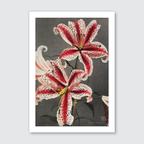 A vintage illustration of the Karui-zawa Yama-yuri, featuring a mountain lily with red and white petals, with a gray background.