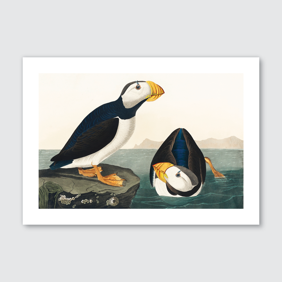 A vibrant, hand-coloured engraving of the Large Billed Puffin by John James Audubon, featuring two puffins with striking black-and-white plumage and a yellow beak, set against a coastal backdrop.