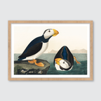 Large Billed Puffin