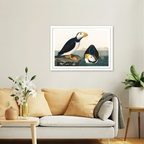 Large Billed Puffin