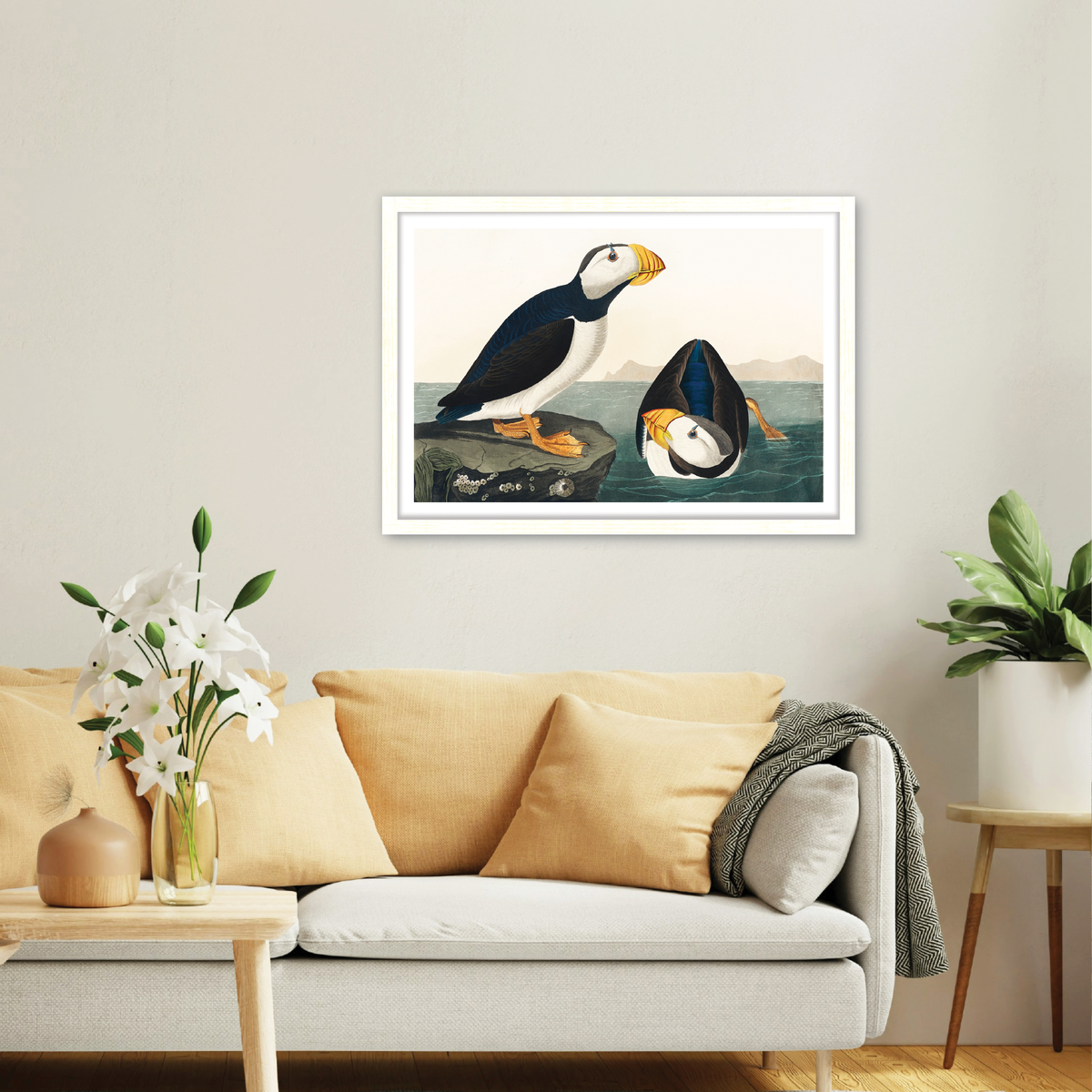Large Billed Puffin