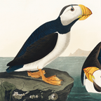 Large Billed Puffin