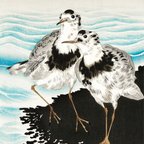 Large Coot Sandpipers