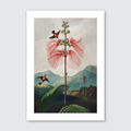 Large Flowering Sensitive Plant (1807)