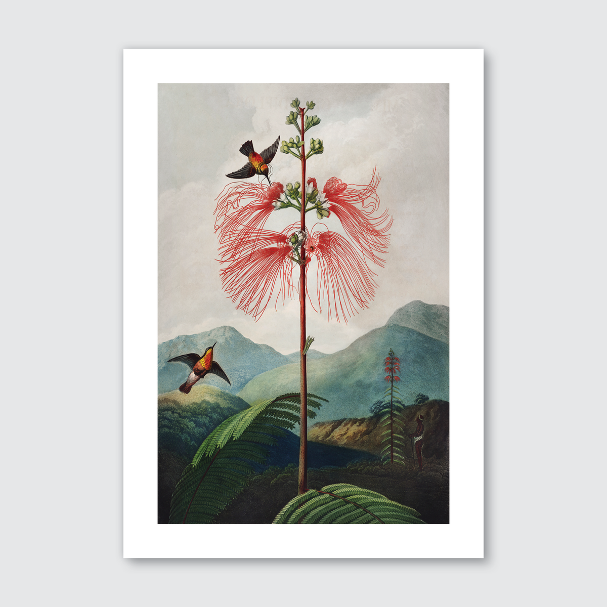 Large Flowering Sensitive Plant (1807)