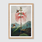 Large Flowering Sensitive Plant (1807)