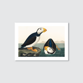 A vibrant, hand-coloured engraving of the Large Billed Puffin by John James Audubon, featuring two puffins with striking black-and-white plumage and a yellow beak, set against a coastal backdrop.
