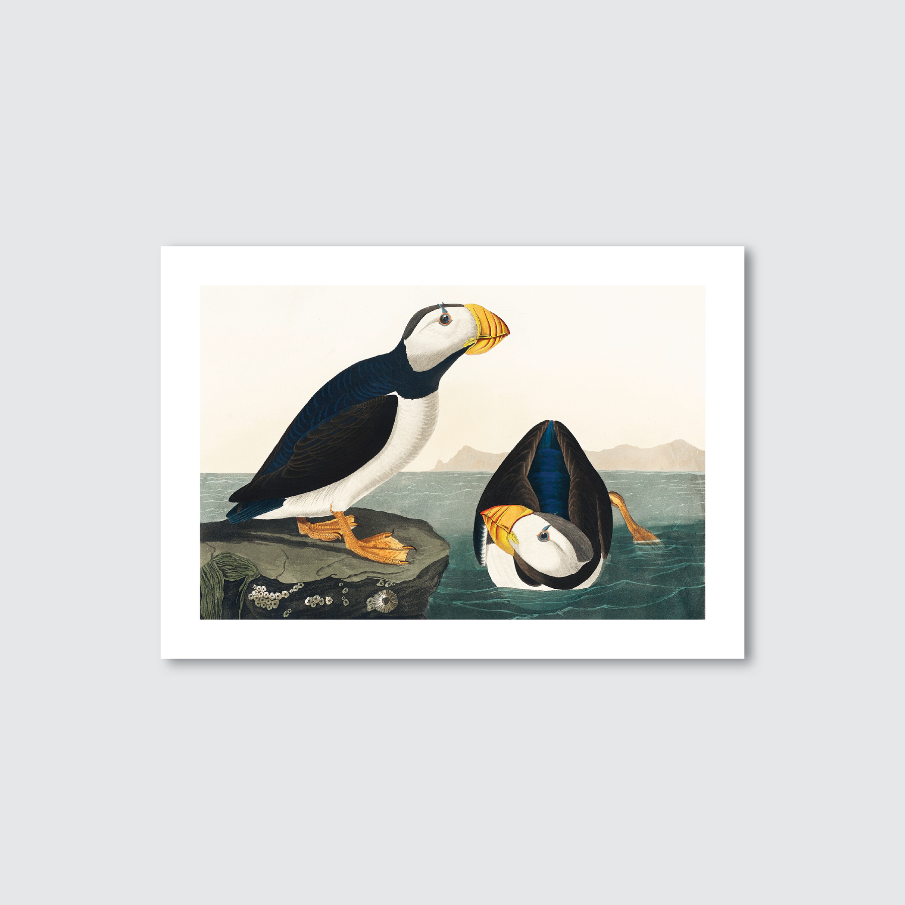 A vibrant, hand-coloured engraving of the Large Billed Puffin by John James Audubon, featuring two puffins with striking black-and-white plumage and a yellow beak, set against a coastal backdrop.