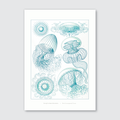 A print featuring intricate illustrations of folded jellyfish in shades of blue on a white background, based on Ernst Haeckel's work.