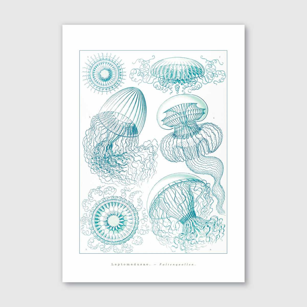 A print featuring intricate illustrations of folded jellyfish in shades of blue on a white background, based on Ernst Haeckel's work.