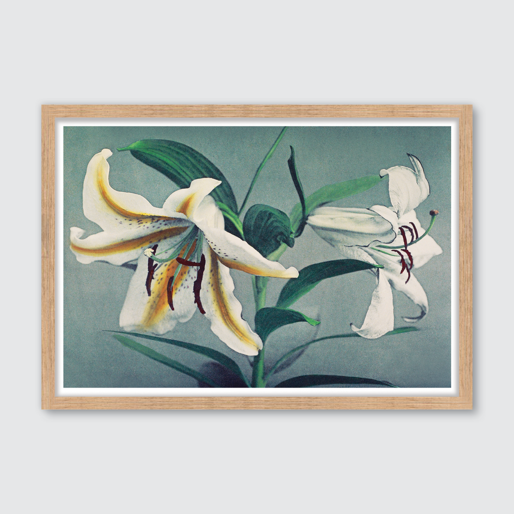 Lily