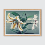 Lily