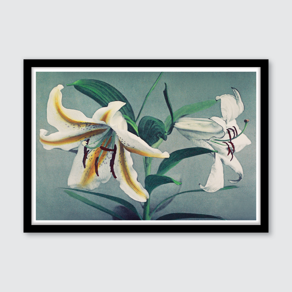 Lily