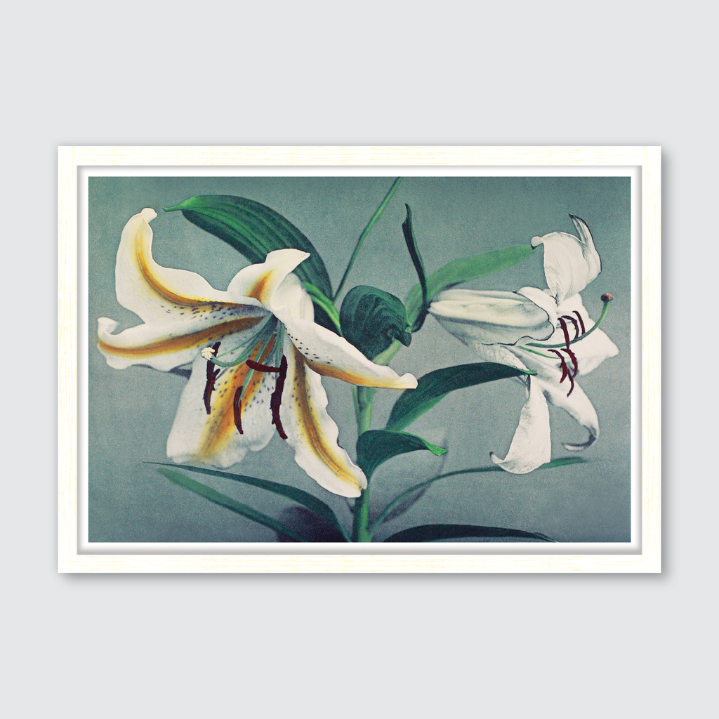 Lily