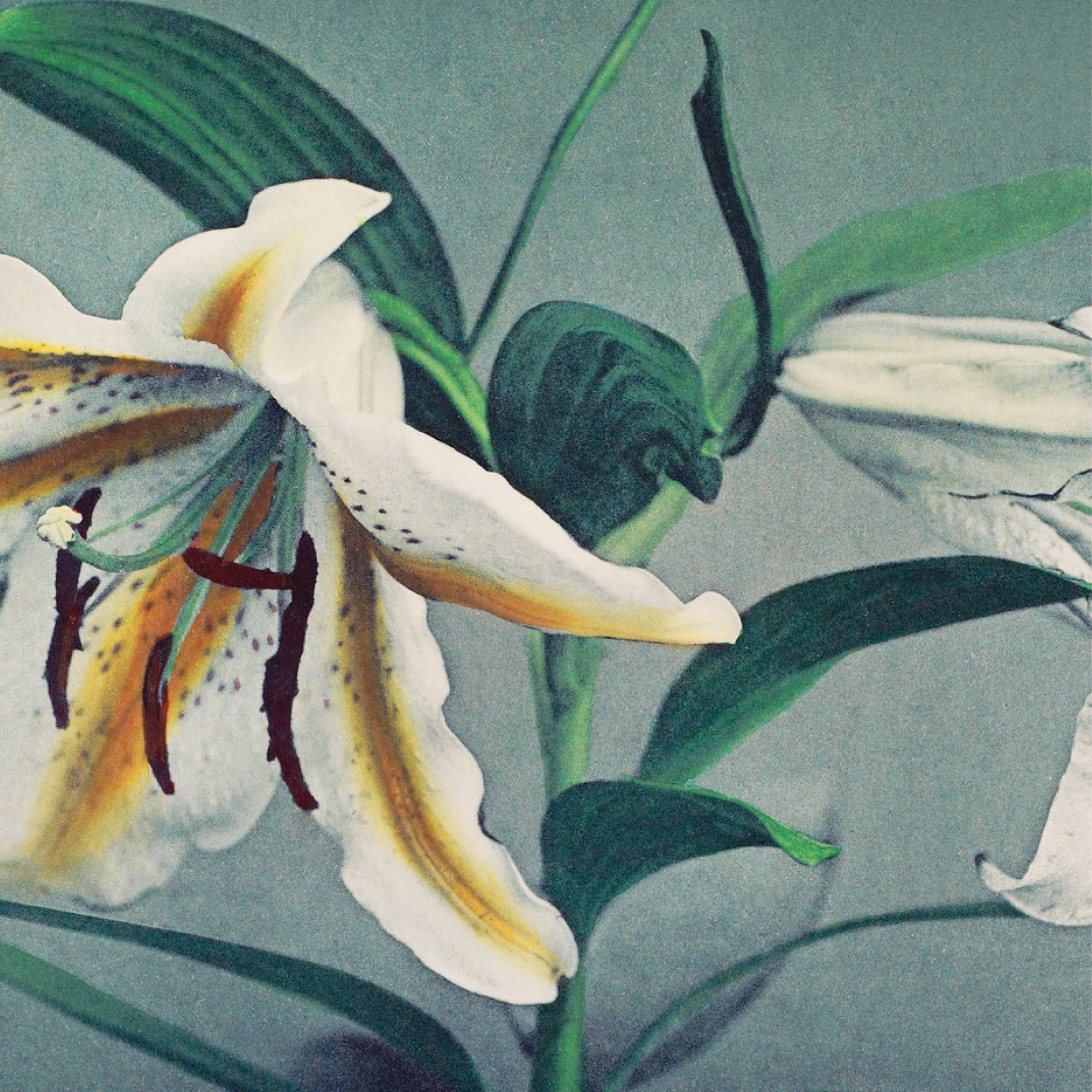 white lily japanese Lily Art Photography Print by Ogawa Kazumasa