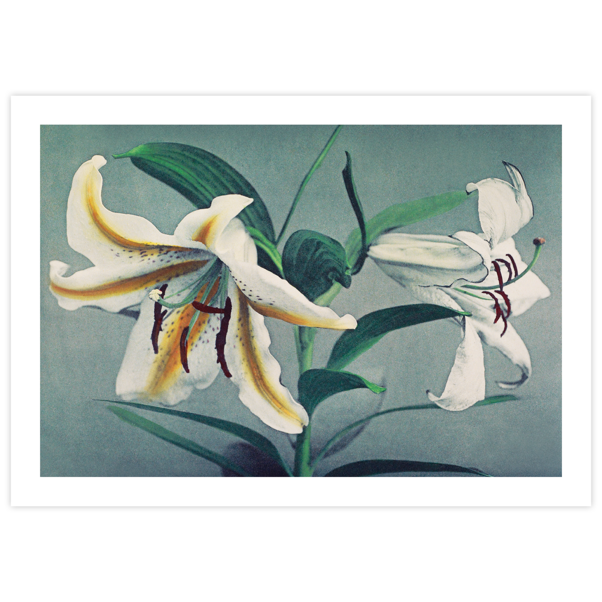 Lily