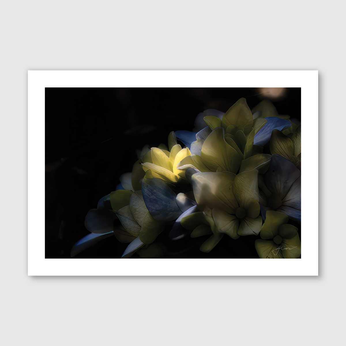 A photograph of a little yellow blossom with supportive leaves, captured in a low-light setting, likely a seascapes coastal terrain.