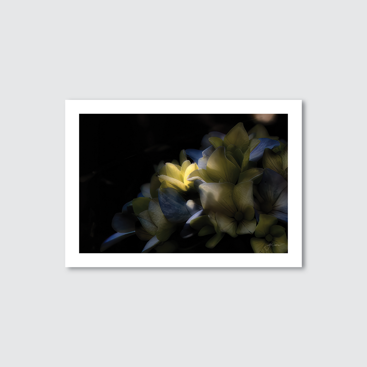 A photograph of a little yellow blossom with supportive leaves, captured in a low-light setting, likely a seascapes coastal terrain.