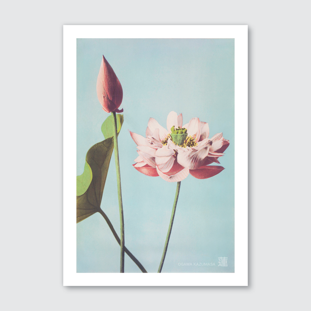 Lotus Flowers