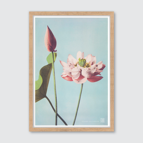 Lotus Flowers