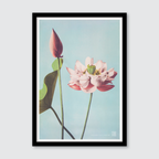 Lotus Flowers
